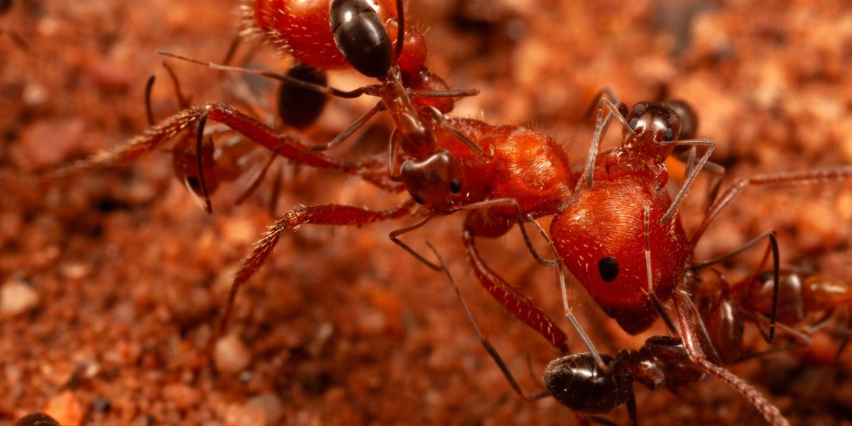 Cercetătorii au dat peste un comportament inedit la furnici, surpriză!
