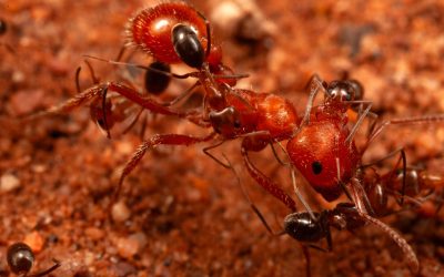 Cercetătorii au dat peste un comportament inedit la furnici, surpriză!
