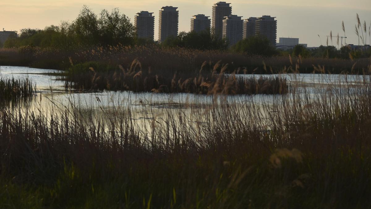 București: Delta Văcărești, oază de verdeață, uimește Bloomberg
