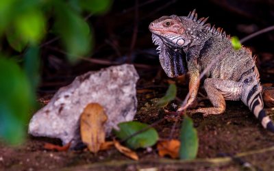 Ochii vertebratelor, un singur ochi uriaș la început: Revelația oamenilor de știință