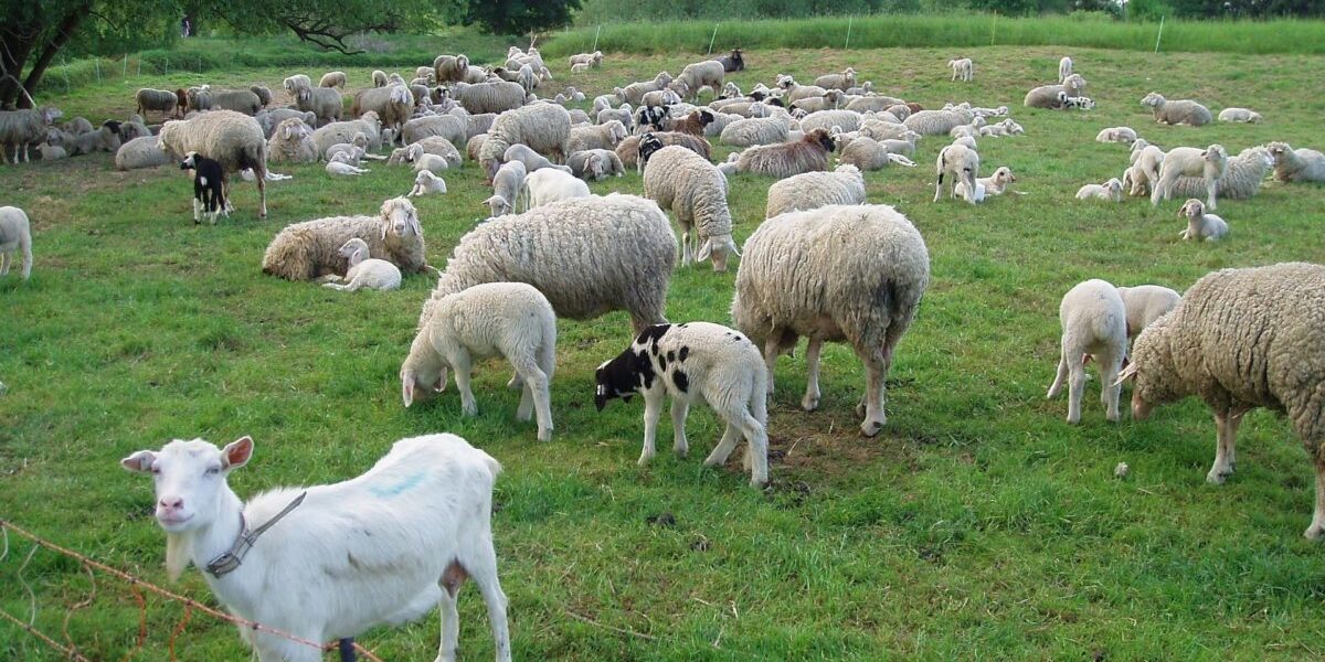 Franța: Un zoofil în serie, prins după un caz bizar, șochează