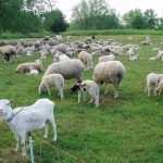 Franța: Un zoofil în serie, prins după un caz bizar, șochează