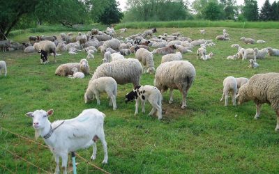 Franța: Un zoofil în serie, prins după un caz bizar, șochează