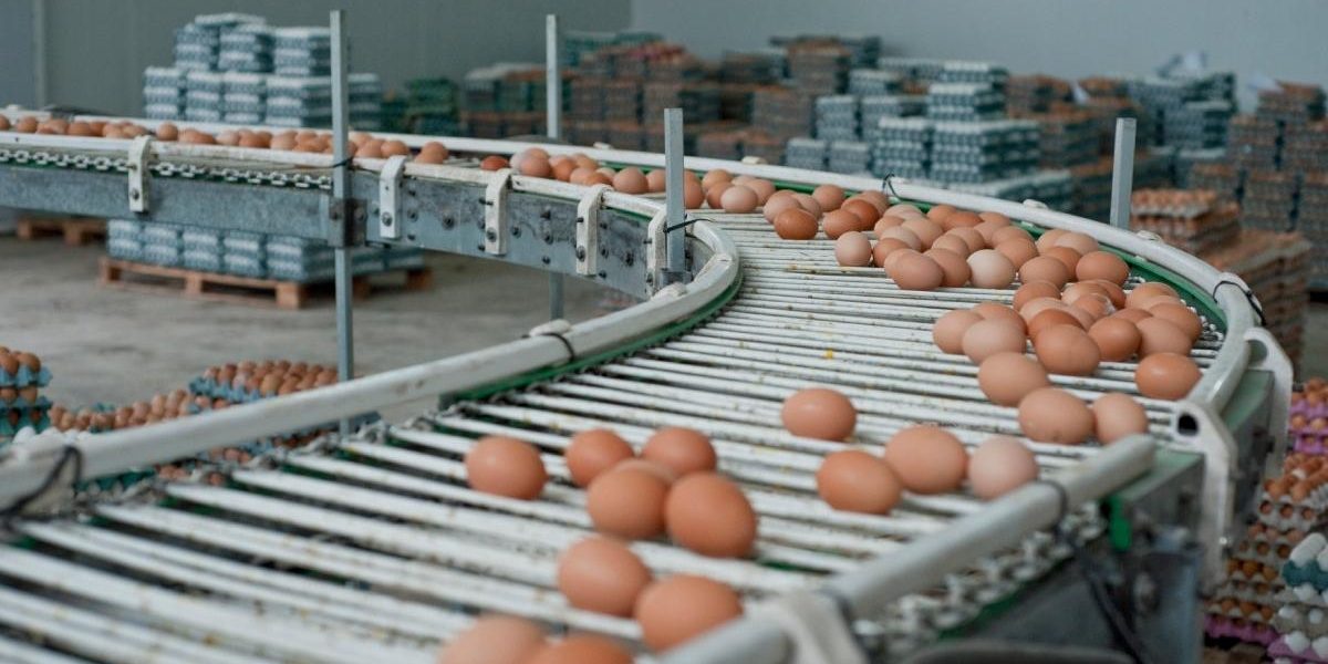 Alertă în Galați: 1,5 milioane de ouă cu Salmonella, cu o zi înainte de Înviere