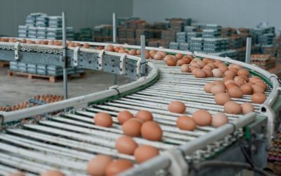 Alertă în Galați: 1,5 milioane de ouă cu Salmonella, cu o zi înainte de Înviere