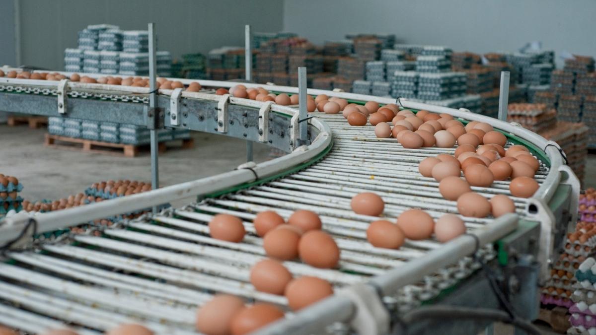Alertă în Galați: 1,5 milioane de ouă cu Salmonella, cu o zi înainte de Înviere