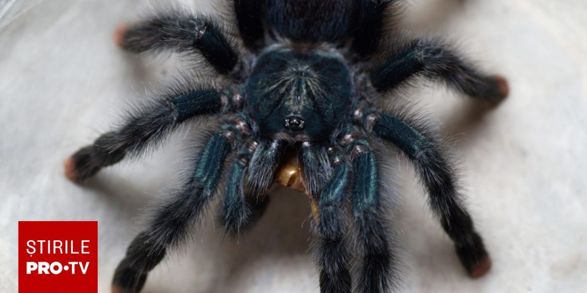 Femeie, uitare șocantă în Germania: Zeci de păianjeni, uitați într-un tren