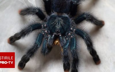 Femeie, uitare șocantă în Germania: Zeci de păianjeni, uitați într-un tren