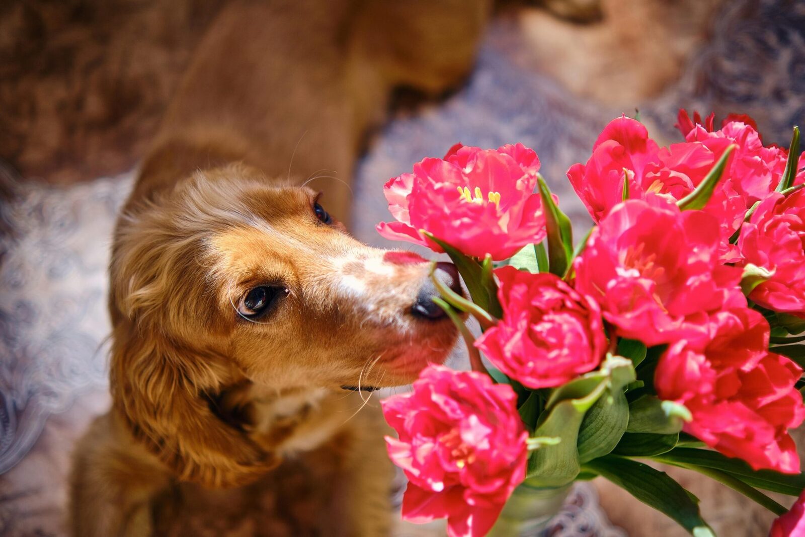 Flori de Florii fără risc pentru cei cu animale de companie