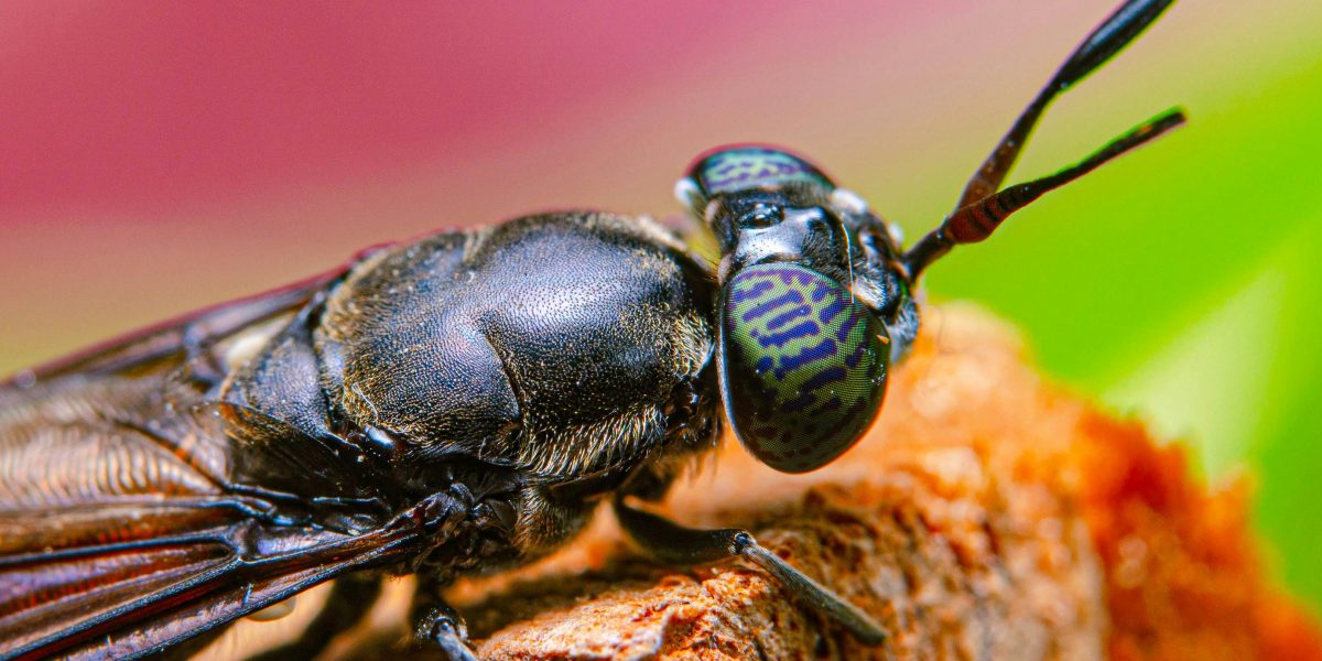 Un proiect UE lansează hub european pentru reproducerea muștii soldat negre