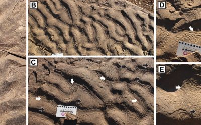 Cercetătorii dezvăluie secretele rocilor misterioase cu „piele de elefant”