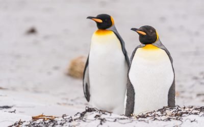 Ce se întâmplă cu pinguinii cu mâncare din belșug