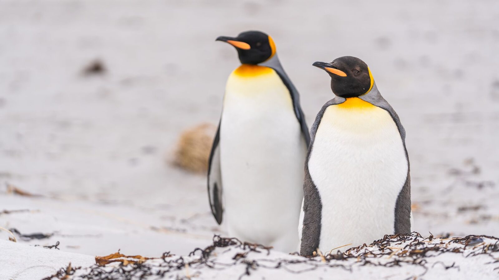 Ce se întâmplă cu pinguinii cu mâncare din belșug