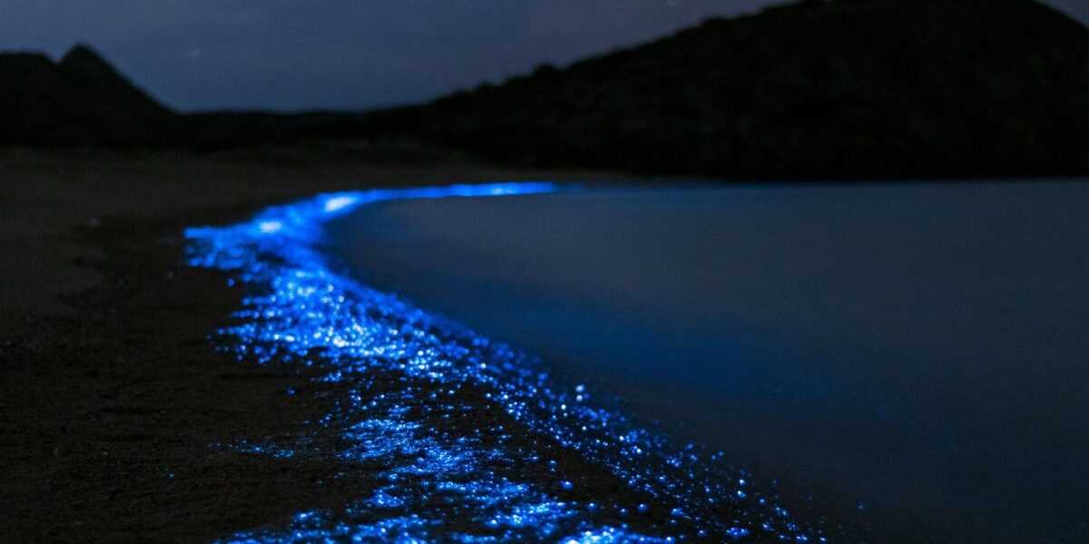 Arhipelagul din Noua Zeelandă, înconjurat de plancton: Viitor cimitir al balenelor