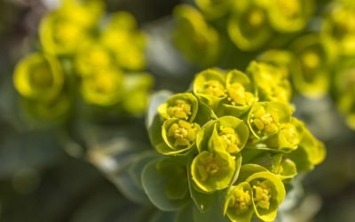 Euphorbia, cunoscută și ca „coronița lui Hristos”, devine tot mai populară printre pasionații de grădinărit din România datorită aspectului său spectaculos și a întreținerii relativ simple
