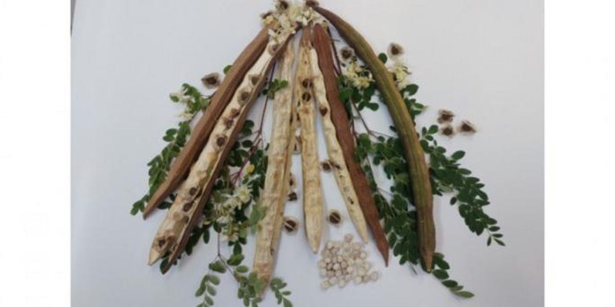 Planta din BRAZILIA ce curăță apa de microplastice