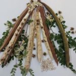 Planta din BRAZILIA ce curăță apa de microplastice