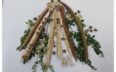 Plantă din Brazilia, ARMA SECRETĂ împotriva microplasticelor din apă