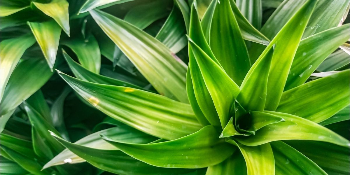 Plante de apartament salvate: trucul banal care dă rezultate uimitoare