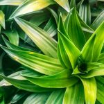 Plante de apartament salvate: trucul banal care dă rezultate uimitoare