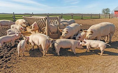 Porcii din județul Bistrița-Năsăud, crescuți în curți, nu în ferme În județul Bistrița-Năsăud, cu o populație de peste 320.000 de locuitori, porcii nu sunt crescuți în fermelor tradiționale sau industriale, ci aproape exclusiv în gospodării individuale