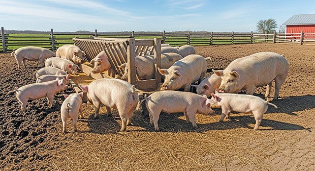 Porcii din județul Bistrița-Năsăud, crescuți în curți, nu în ferme În județul Bistrița-Năsăud, cu o populație de peste 320.000 de locuitori, porcii nu sunt crescuți în fermelor tradiționale sau industriale, ci aproape exclusiv în gospodării individuale