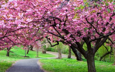 Vremea se schimbă: ANM anunță patru săptămâni mai calde și uscate în România