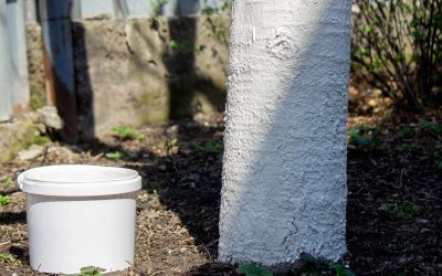 Protejarea copacilor de dăunători și boli este esențială pentru sănătatea livadăi sau a grădinii, iar un truc simplu folosit de mulți grădinari pentru a asigura longevitatea plantelor lor este vopsirea trunchiurilor cu var