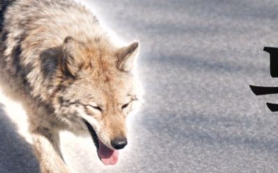 Lupul fugar din Coreea a lansat un meme-coin. Președintele, îngrijorat