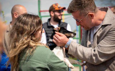 Primul centru județean de adopții canine, deschis în Ilfov: „Într-o familie!”