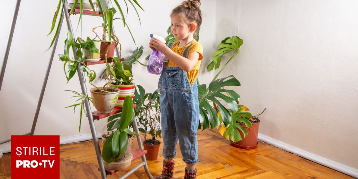 Plantele-capcană din casele românilor: Pericol ascuns pentru copii