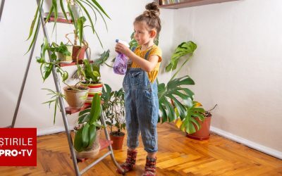 Plantele-capcană din casele românilor: Pericol ascuns pentru copii