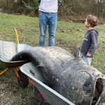 Somnul gigantic confirmă legenda veche din Germania