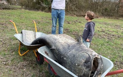 Somnul gigantic confirmă legenda veche din Germania