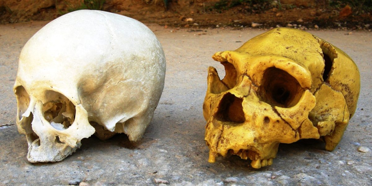 Cum ne influențează NEANDERTHALIENII, chiar și-n ziua de azi