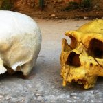 Cum ne influențează NEANDERTHALIENII, chiar și-n ziua de azi