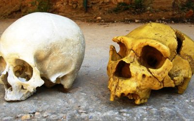Cum ne influențează NEANDERTHALIENII, chiar și-n ziua de azi