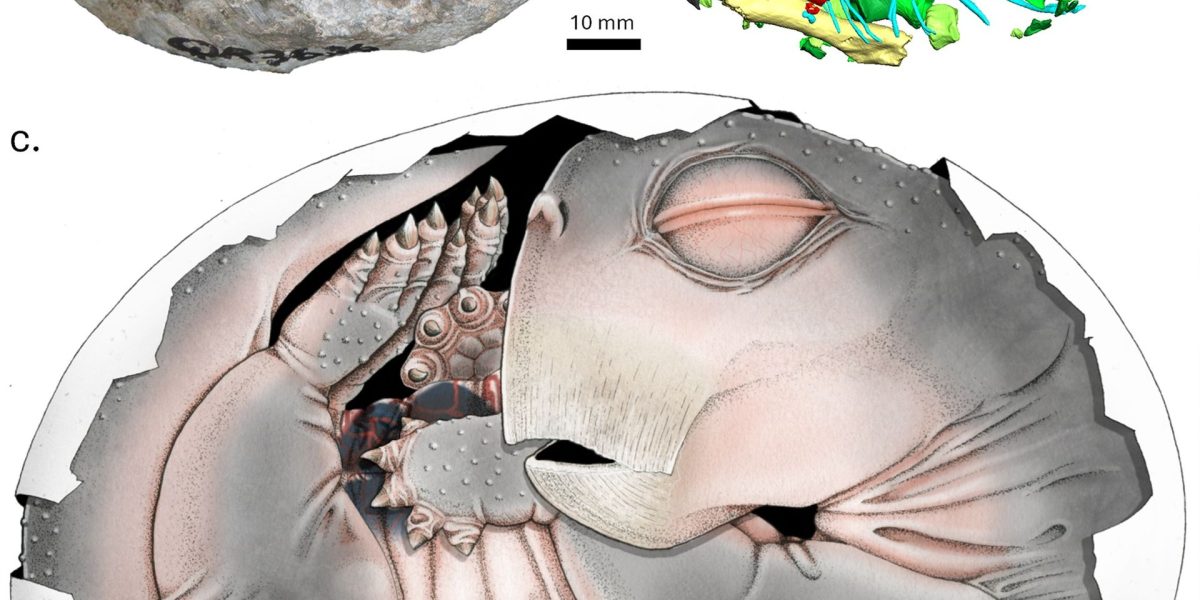 Strămoșii mamiferelor, secrete dezvăluite: primele dovezi că depuneau ouă!