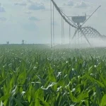 JD Agro Cocora revine pe profit: Fermierii danezi, succes în România