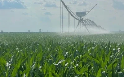 JD Agro Cocora revine pe profit: Fermierii danezi, succes în România