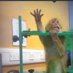 Imagini șocante din laboratoare: Apel URIAȘ pentru oprirea testelor pe animale