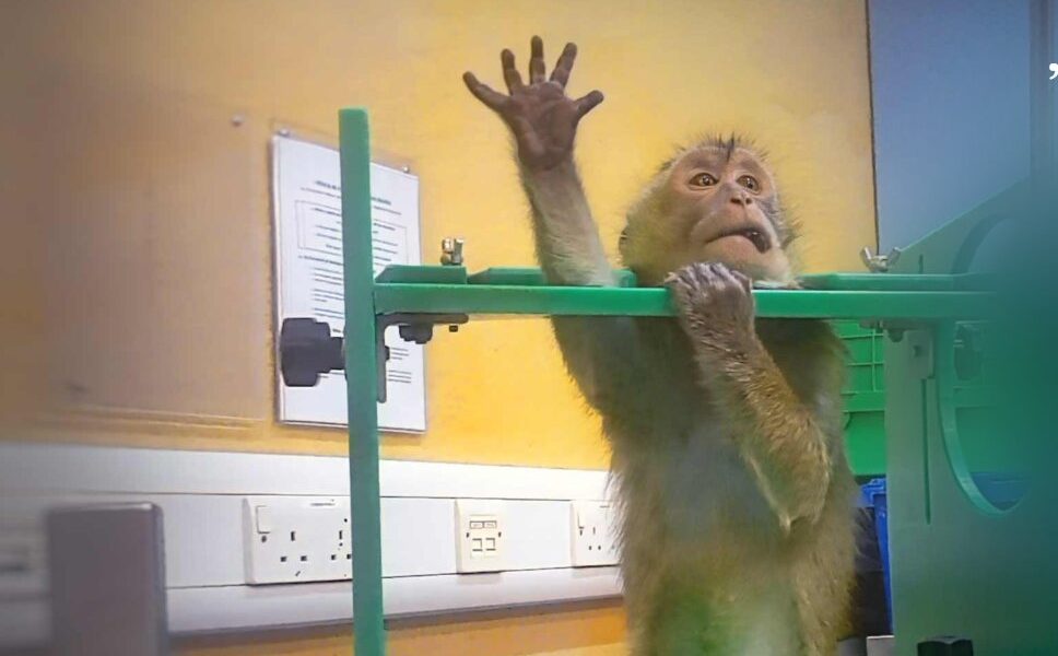 Imagini șocante din laboratoare: Apel URIAȘ pentru oprirea testelor pe animale