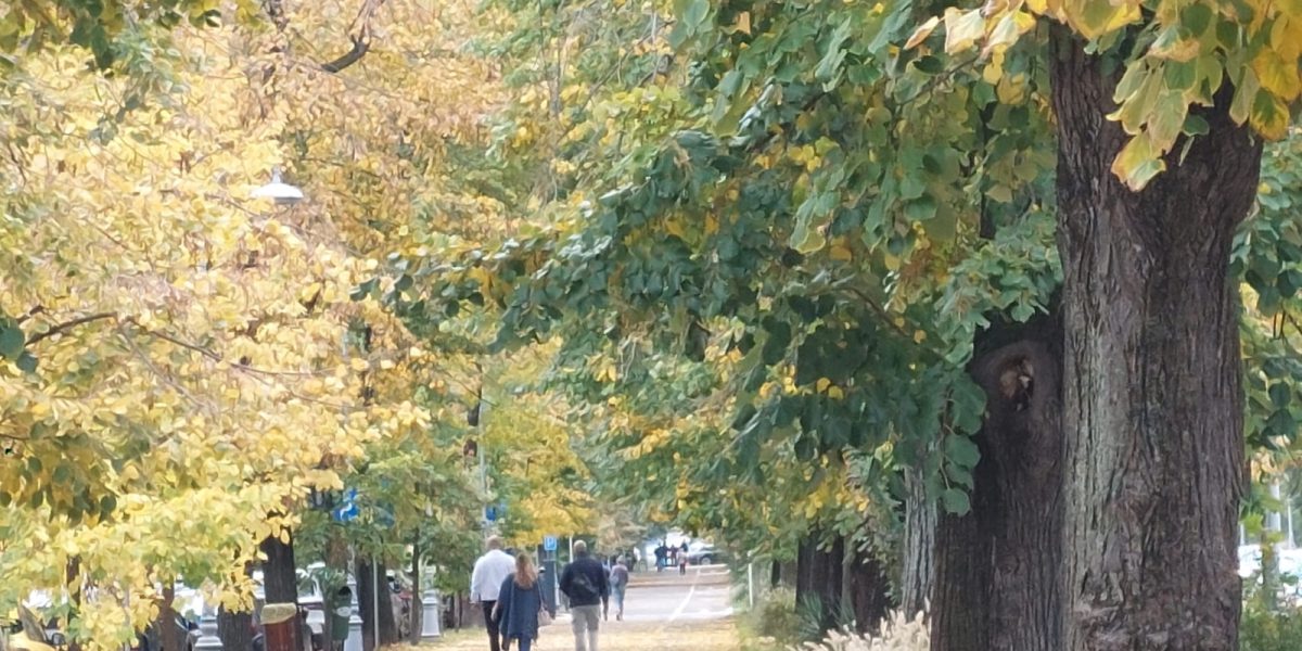 Declic cere: Parcul Donald Trump, rebotezat Maria Cuțarida-Crătunescu, pentru comunitate!