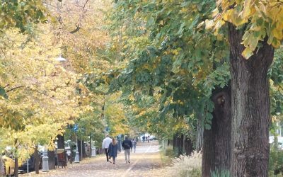 Declic cere: Parcul Donald Trump, rebotezat Maria Cuțarida-Crătunescu, pentru comunitate!