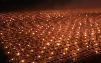 Fermă din Cluj, disperată: A ars 40.000 de euro să salveze cireșii