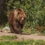 Motociclist, urmărit de urs în Bistrița-Năsăud. Jandarmii au intervenit, VIDEO