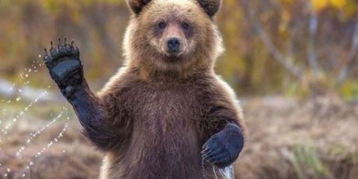 Nouă lege: Aproape 1.000 de urși, victime sigure. Parlamentul dă undă verde măcelului în România