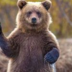 Nouă lege: Aproape 1.000 de urși, victime sigure. Parlamentul dă undă verde măcelului în România