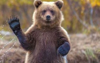 Nouă lege: Aproape 1.000 de urși, victime sigure. Parlamentul dă undă verde măcelului în România