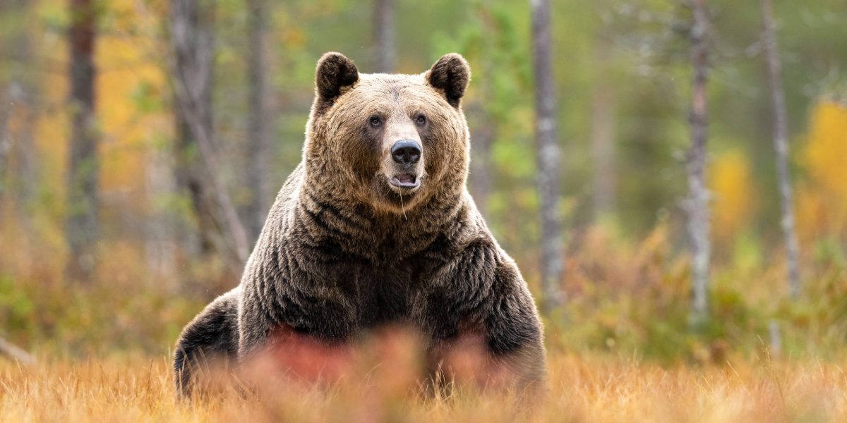 Urși bruni: Aproape 1.000 pot fi vânați. Decizie controversată la București
